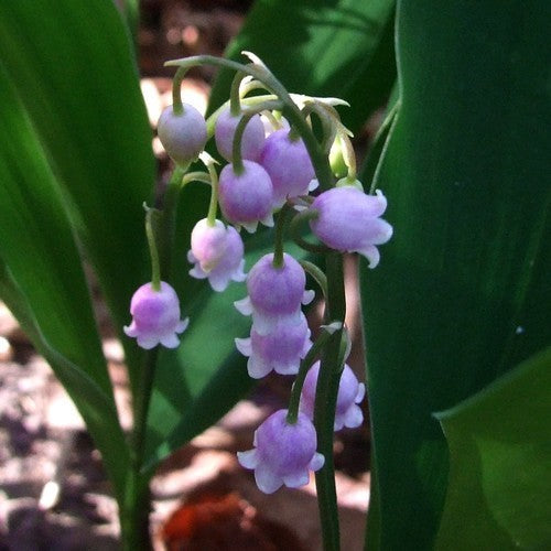 Convallaria majalis 'Rosea'