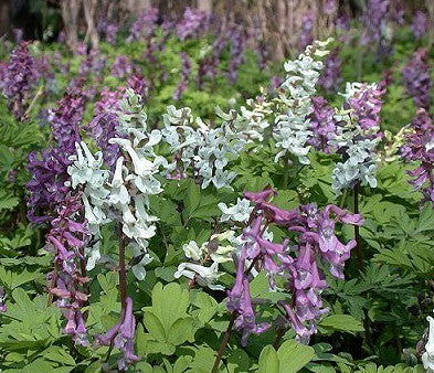 Corydalis cava