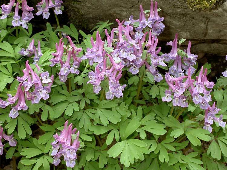 Corydalis solida
