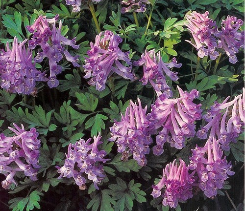 Corydalis solida