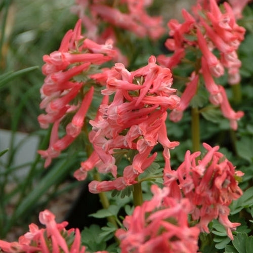Corydalis solida 'Beth Evans'