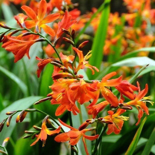 Crocosmia x crocosmiiflora 'Orange Triumph'