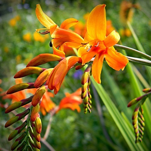 Crocosmia 'Zeal Giant' Normale bol