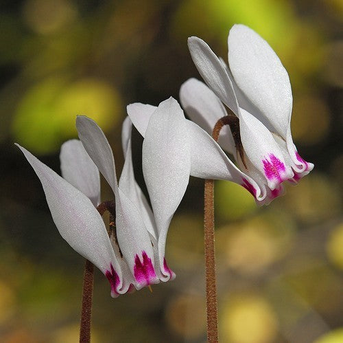 Cyclamen cyprium