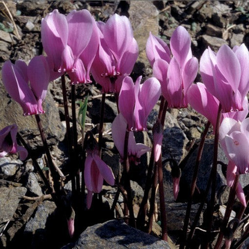 Cyclamen graecum