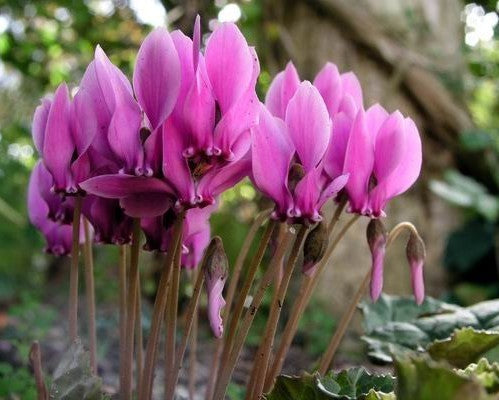 Cyclamen hederifolium 'Dark Rose'
