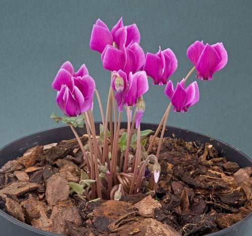 Cyclamen hederifolium 'Dark Rose'