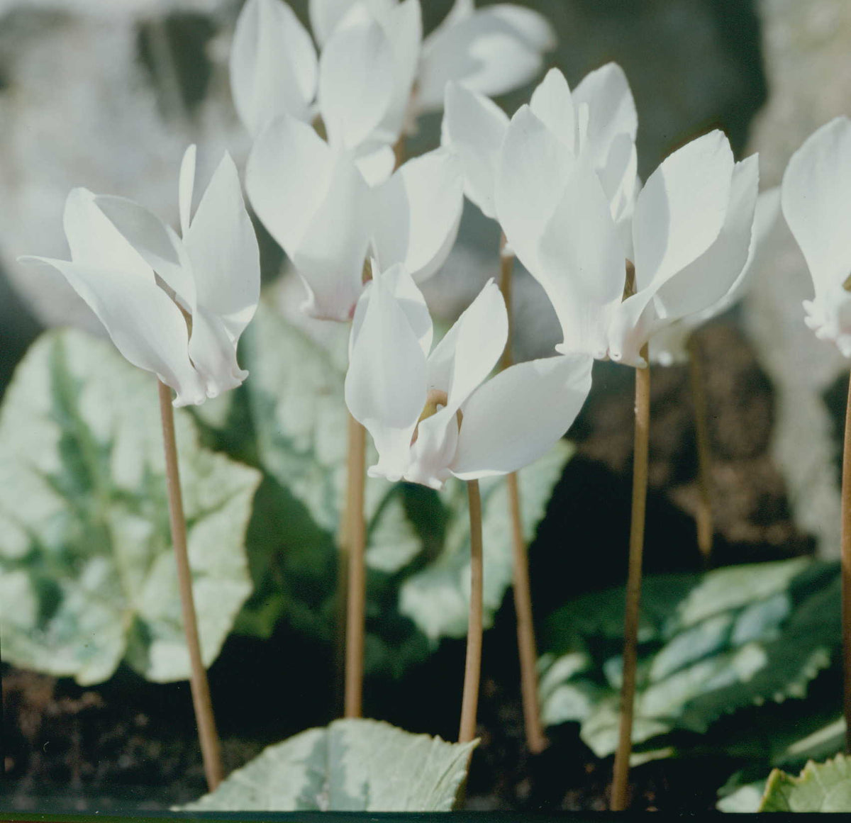Cyclamen hederifolium 'Album Silver Leaved'