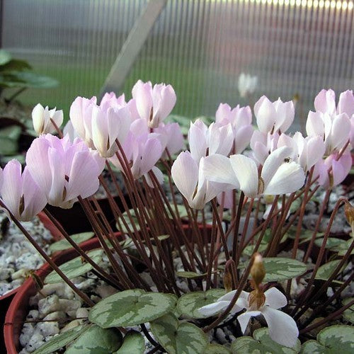 Cyclamen intaminatum