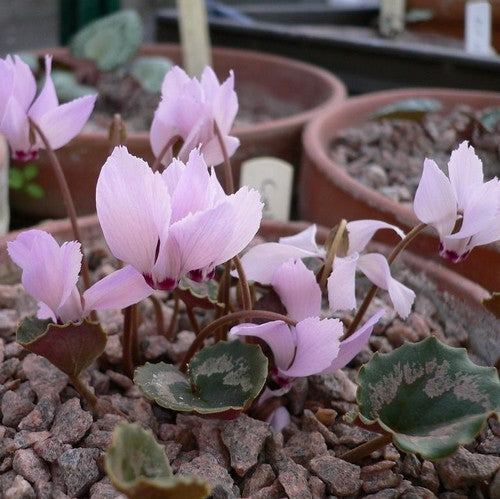 Cyclamen mirabile