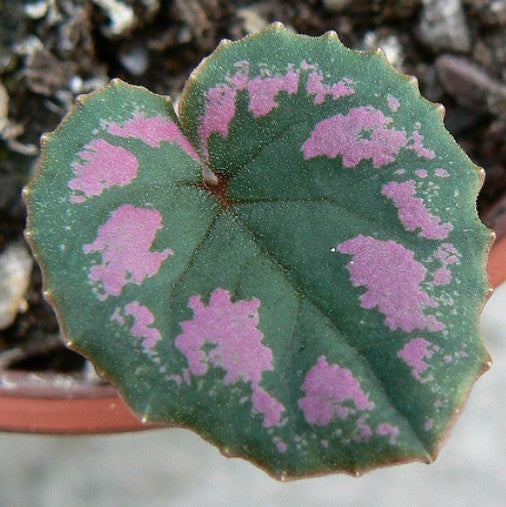 Cyclamen mirabile