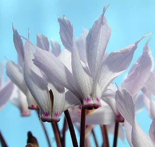Cyclamen mirabile 'Album'