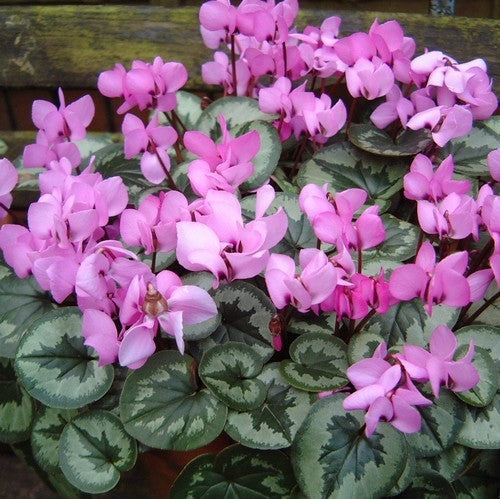 Cyclamen coum