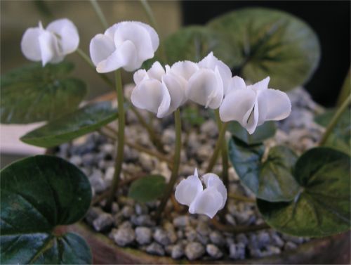 Cyclamen coum 'Album'