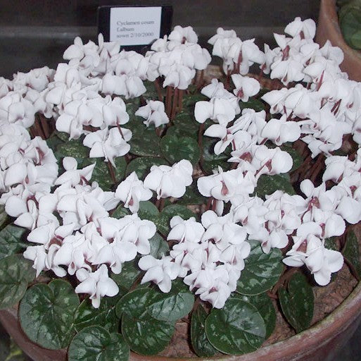 Cyclamen coum 'Album'