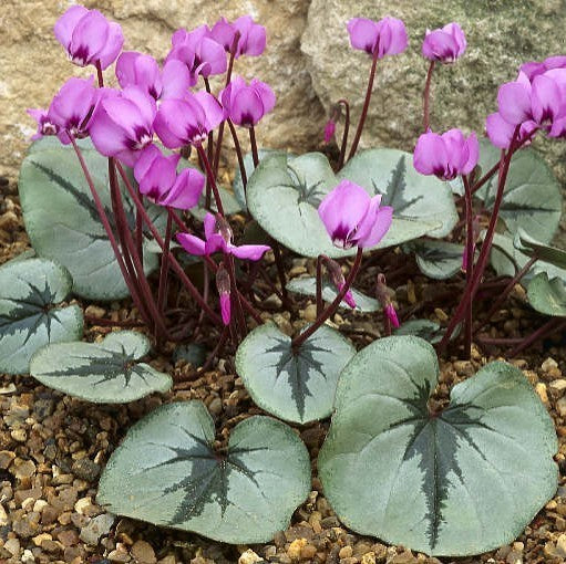 Cyclamen coum 'Pewter Leaf'