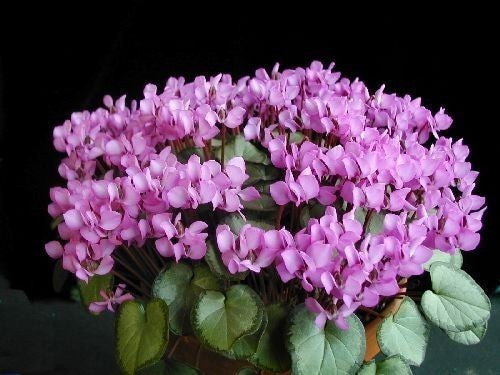 Cyclamen coum 'Pewter Leaf'