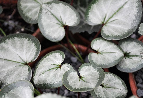 Cyclamen coum 'Pewter Leaf'
