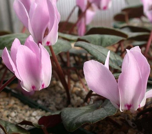 Cyclamen libanoticum