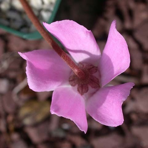 Cyclamen libanoticum