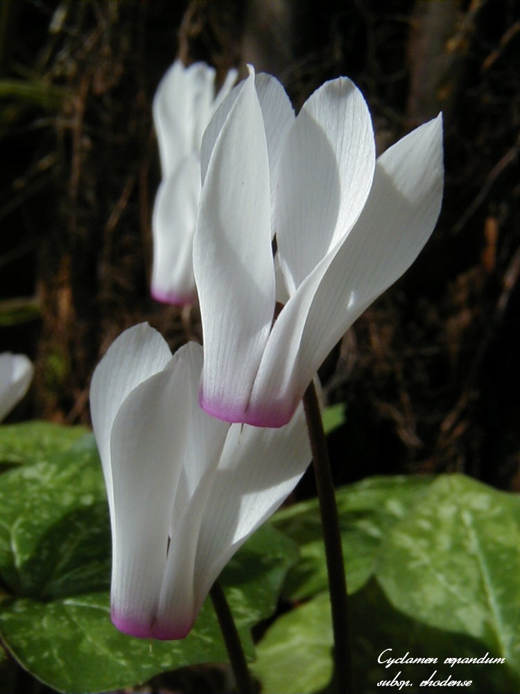 Cyclamen repandum 'Album'