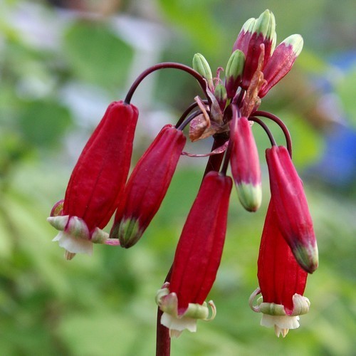 Dichelostemma ida-maia