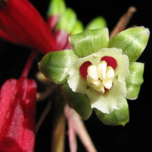 Dichelostemma ida-maia