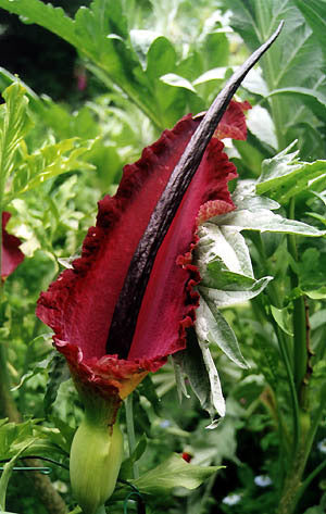 Dracunculus vulgaris