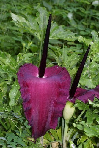 Dracunculus vulgaris