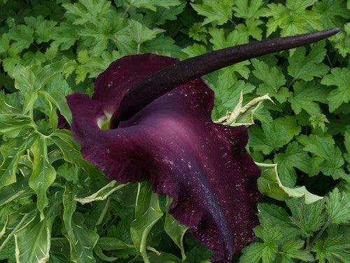 Dracunculus vulgaris
