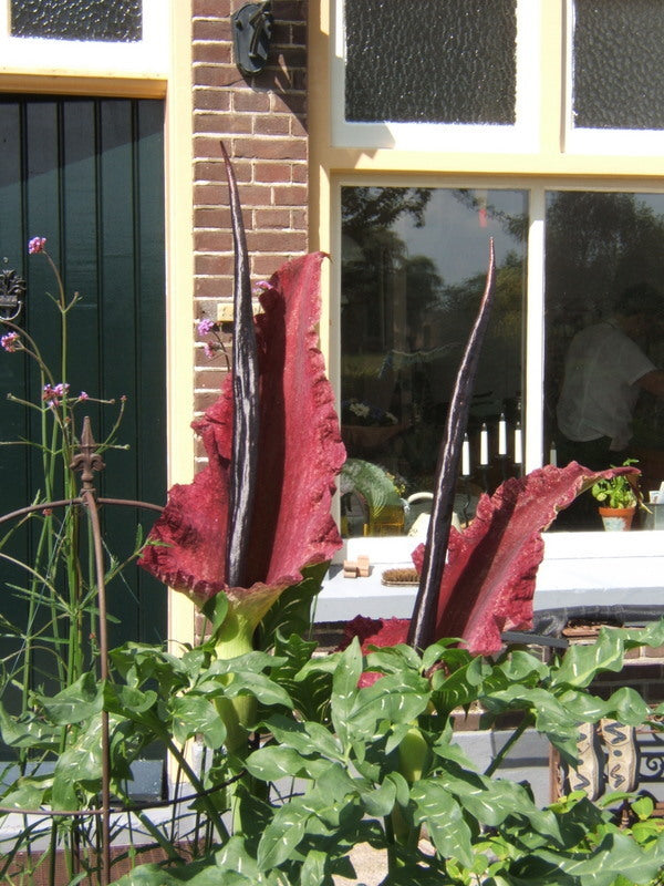 Dracunculus vulgaris
