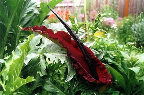 Dracunculus vulgaris