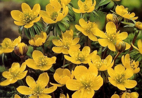 Eranthis hyemalis (cilicica Groep)