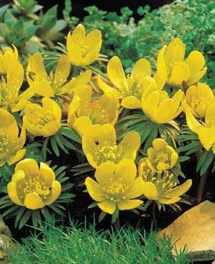 Eranthis hyemalis (cilicica Groep)