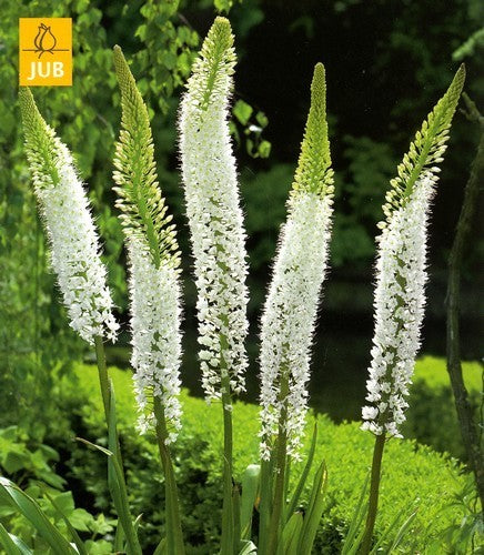 Eremurus himalaicus