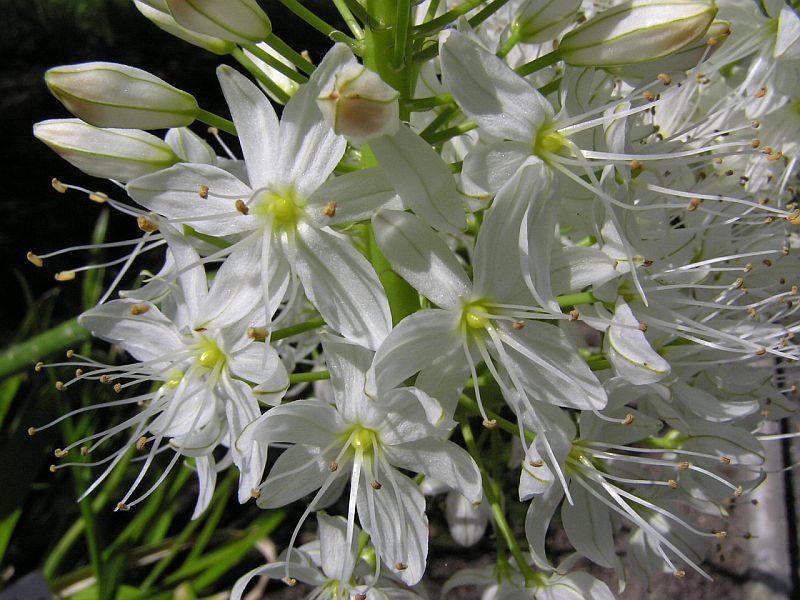 Eremurus himalaicus