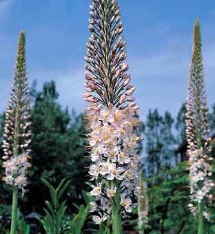 Eremurus robustus