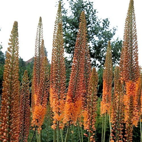 Eremurus Ruiter Hybrid 'Cleopatra'