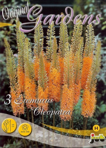 Eremurus Ruiter Hybrid 'Cleopatra'