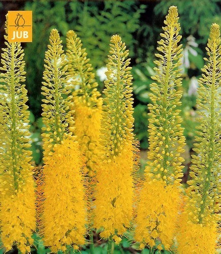 Eremurus stenophyllus