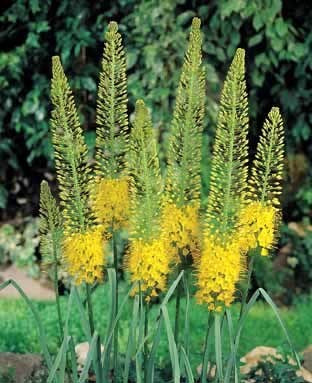 Eremurus stenophyllus