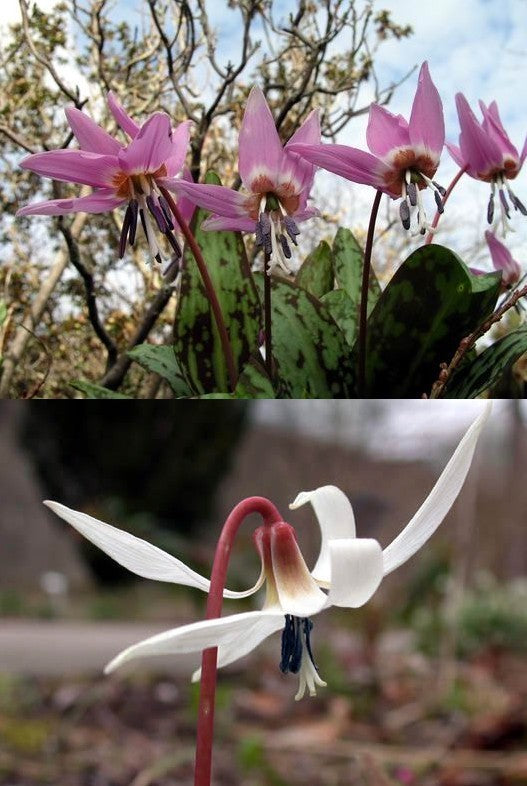 Erythronium dens-canis ‘Mixed’