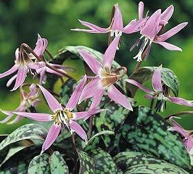 Erythronium dens-canis ‘Mixed’
