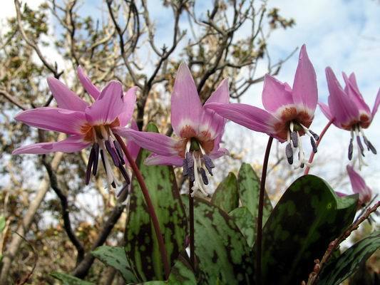 Erythronium dens-canis ‘Mixed’