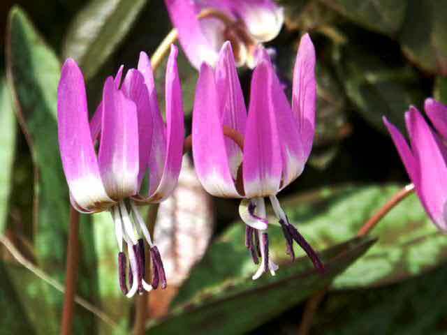 Erythronium dens-canis ‘Mixed’
