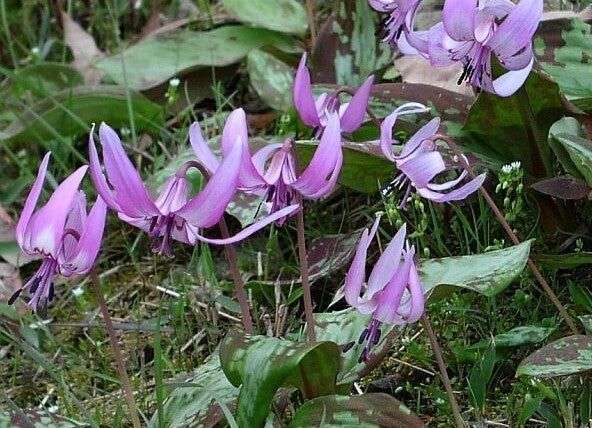 Erythronium japonicum