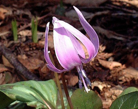 Erythronium japonicum