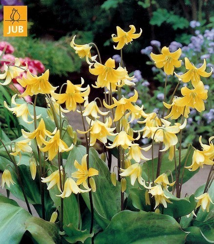 Erythronium 'Pagode'