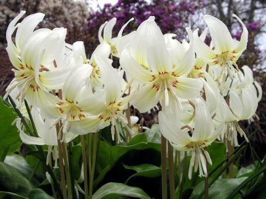 Erythronium revolutum ‘White Beauty’