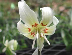 Erythronium revolutum ‘White Beauty’